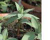 image of Fritillaria pallidiflora