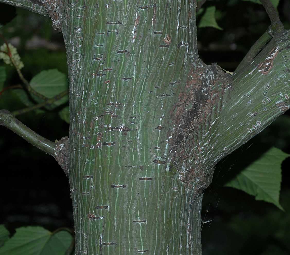 Aceraceae Acer capillipes