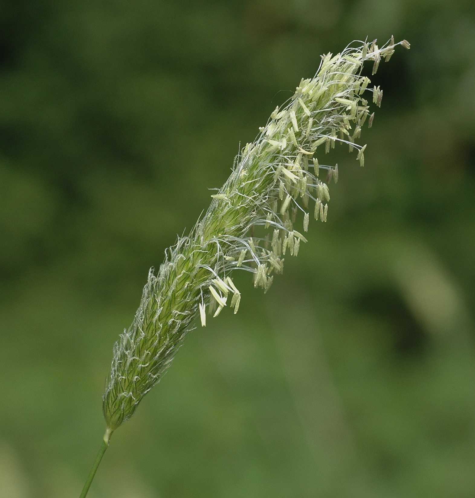 Poaceae Alopecurus pratensis