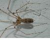 image of Pholcus phalangioides