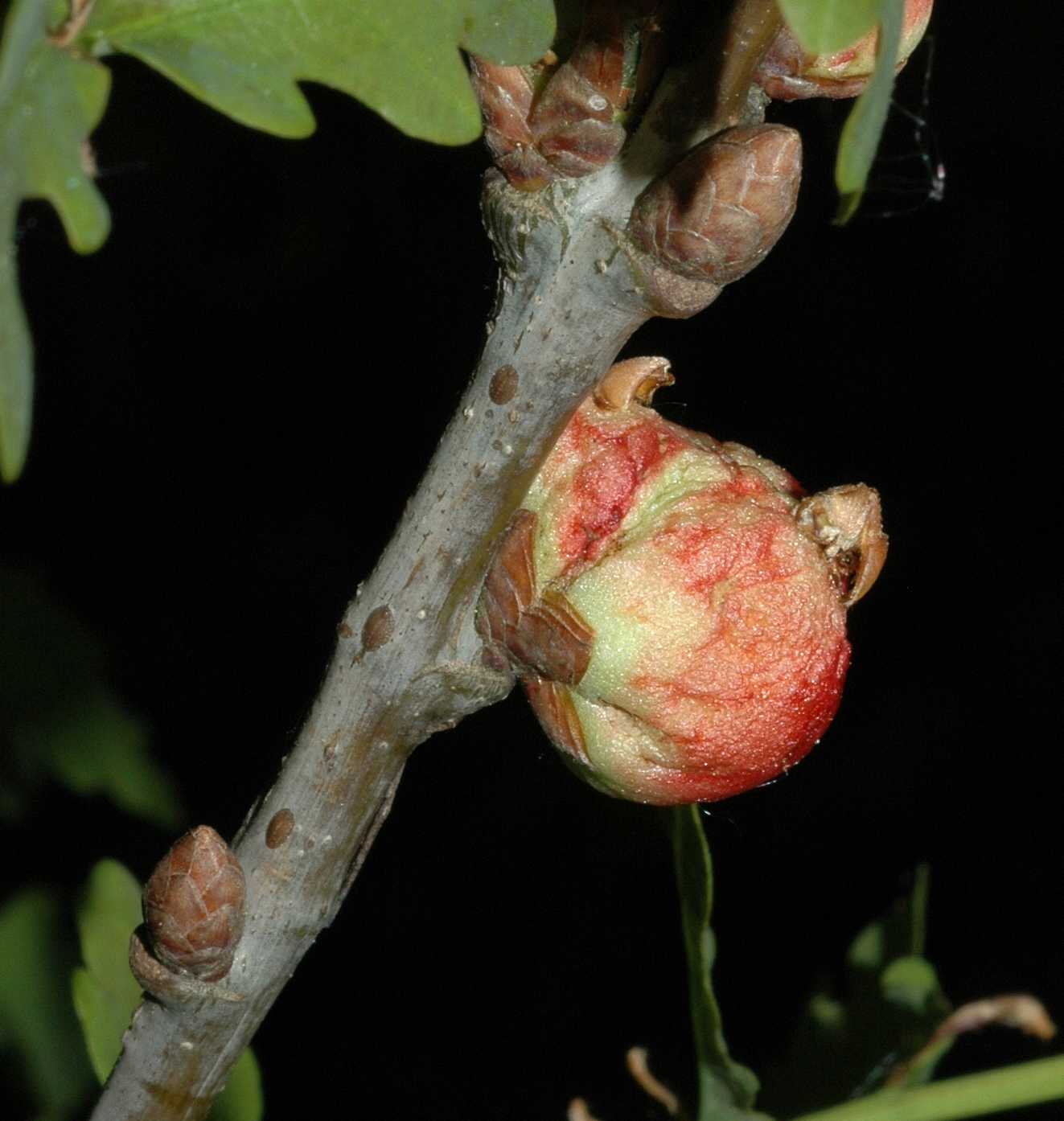 Fagaceae Quercus robur