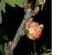 image of Quercus robur