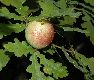 image of Quercus robur