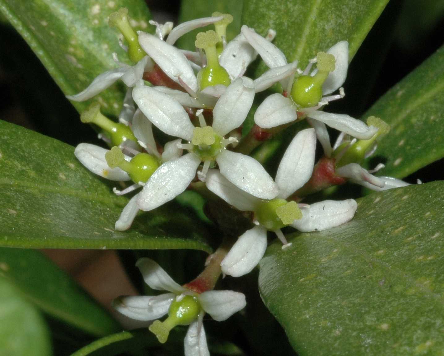 Rutaceae Skimmia japonica
