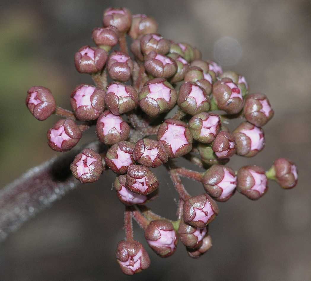 Saxifragaceae Darmera peltata