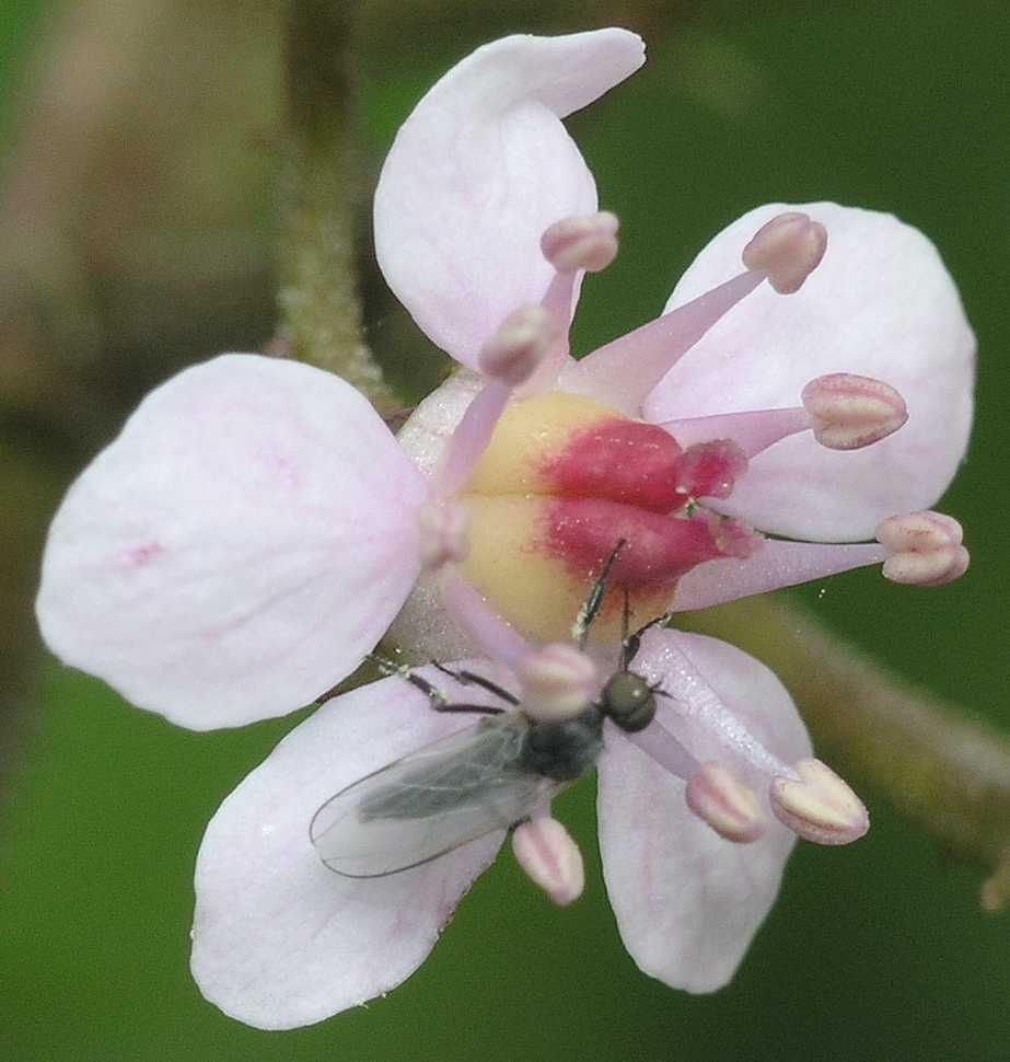 Saxifragaceae Darmera peltata