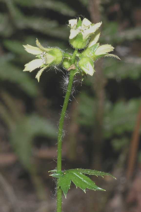 Saxifragaceae Boykinia aconitifolia