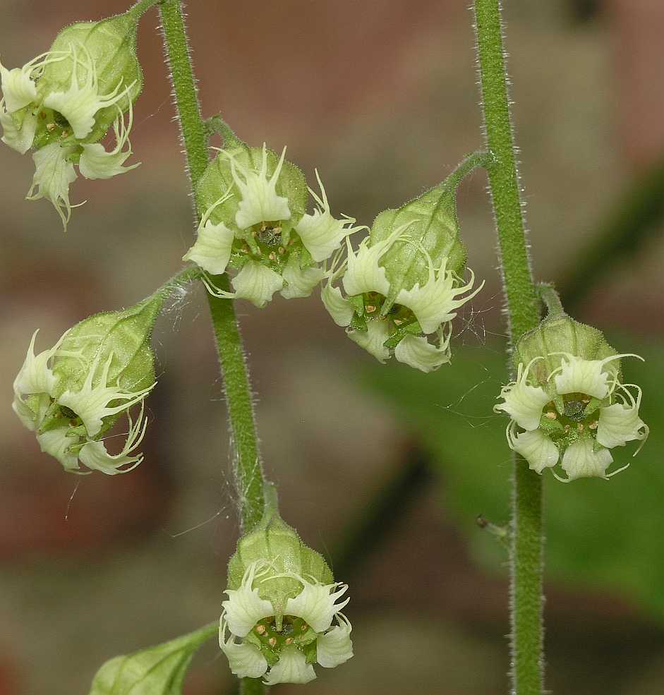 Saxifragaceae Tellima grandiflora