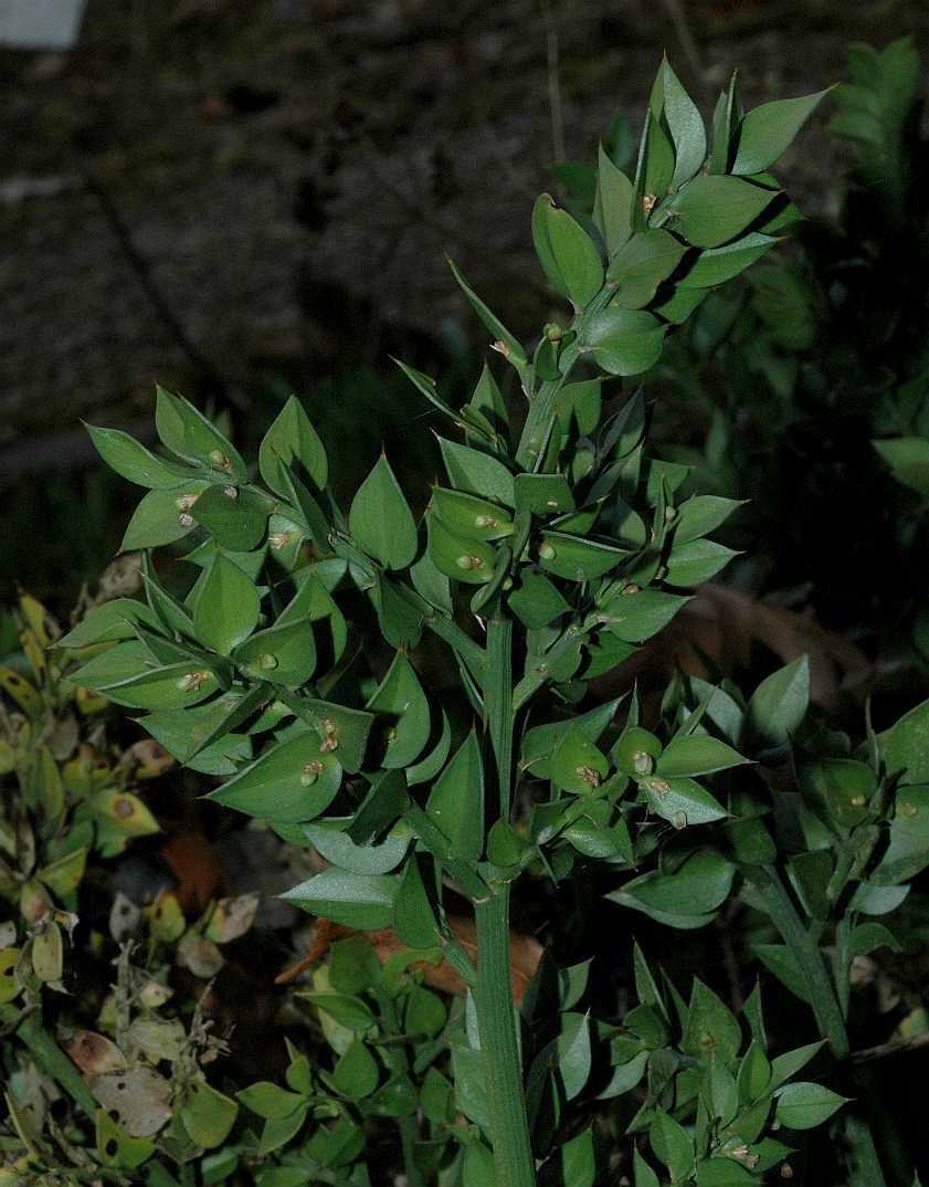 Asparagaceae Ruscus aculeatus