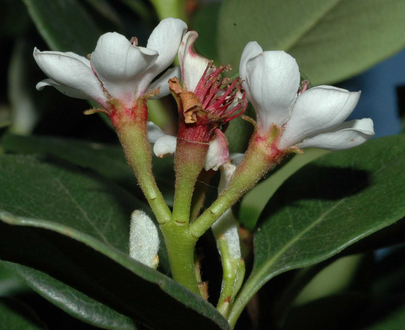 Rosaceae Rhaphiolepis umbellata