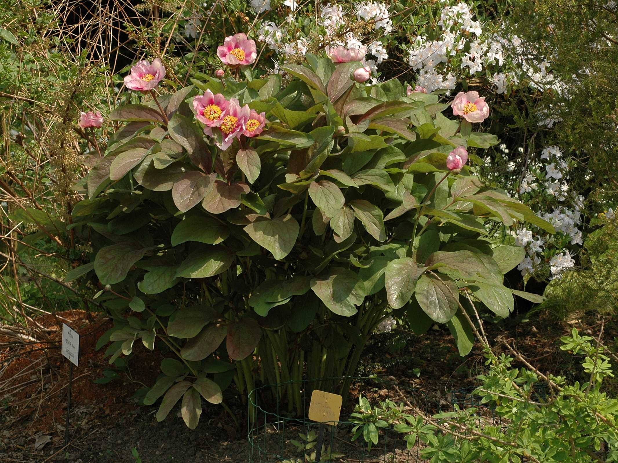 Paeoniaceae Paeonia obovata