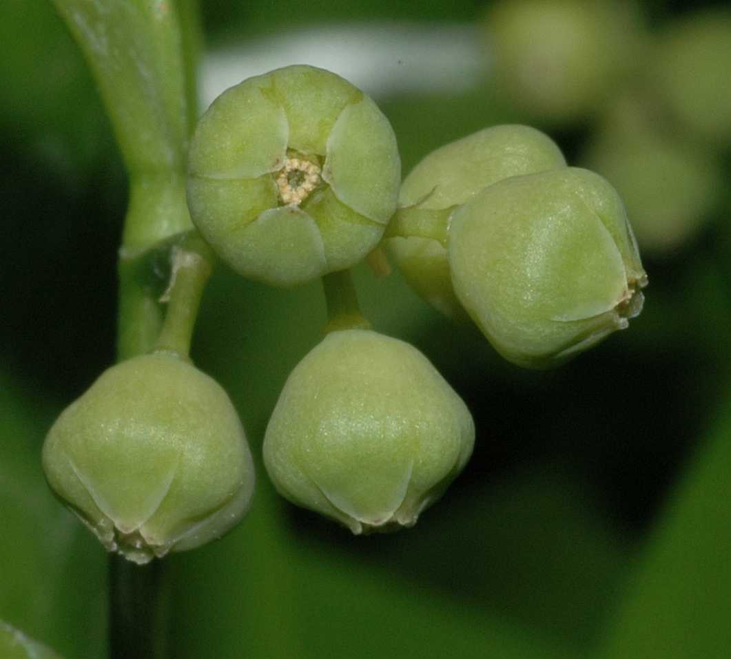Asparagaceae Danae racemosa