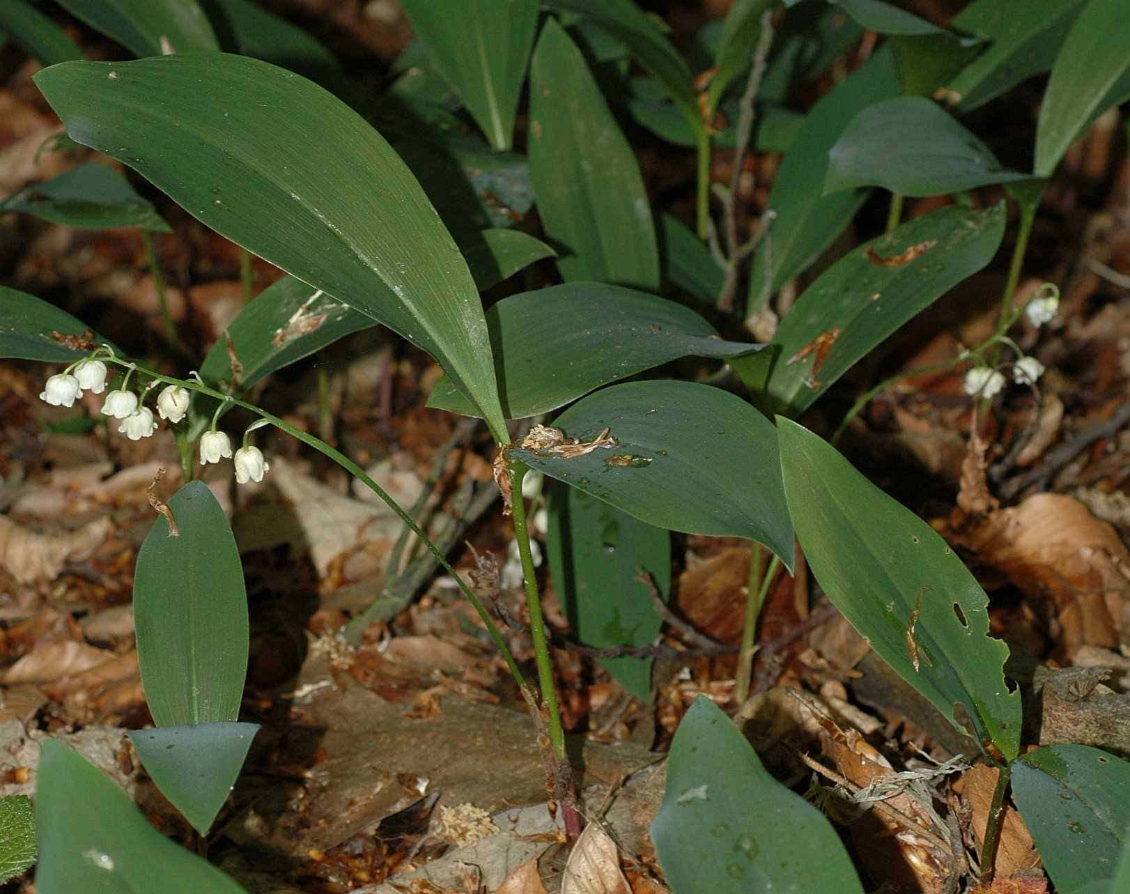 Asparagaceae Convallaria majalis