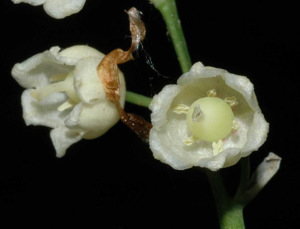 Asparagaceae Convallaria majalis