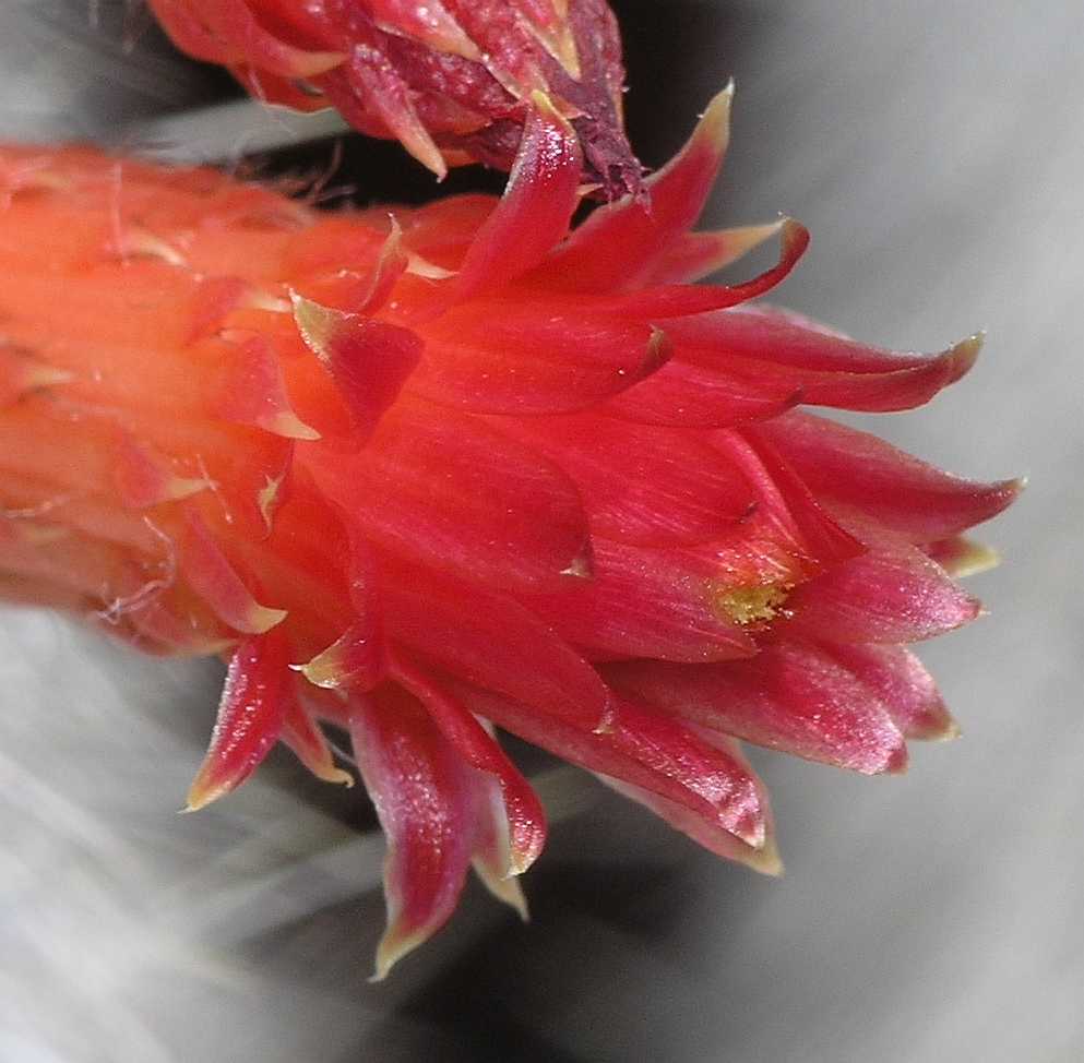 Cactaceae Cleistocactus 