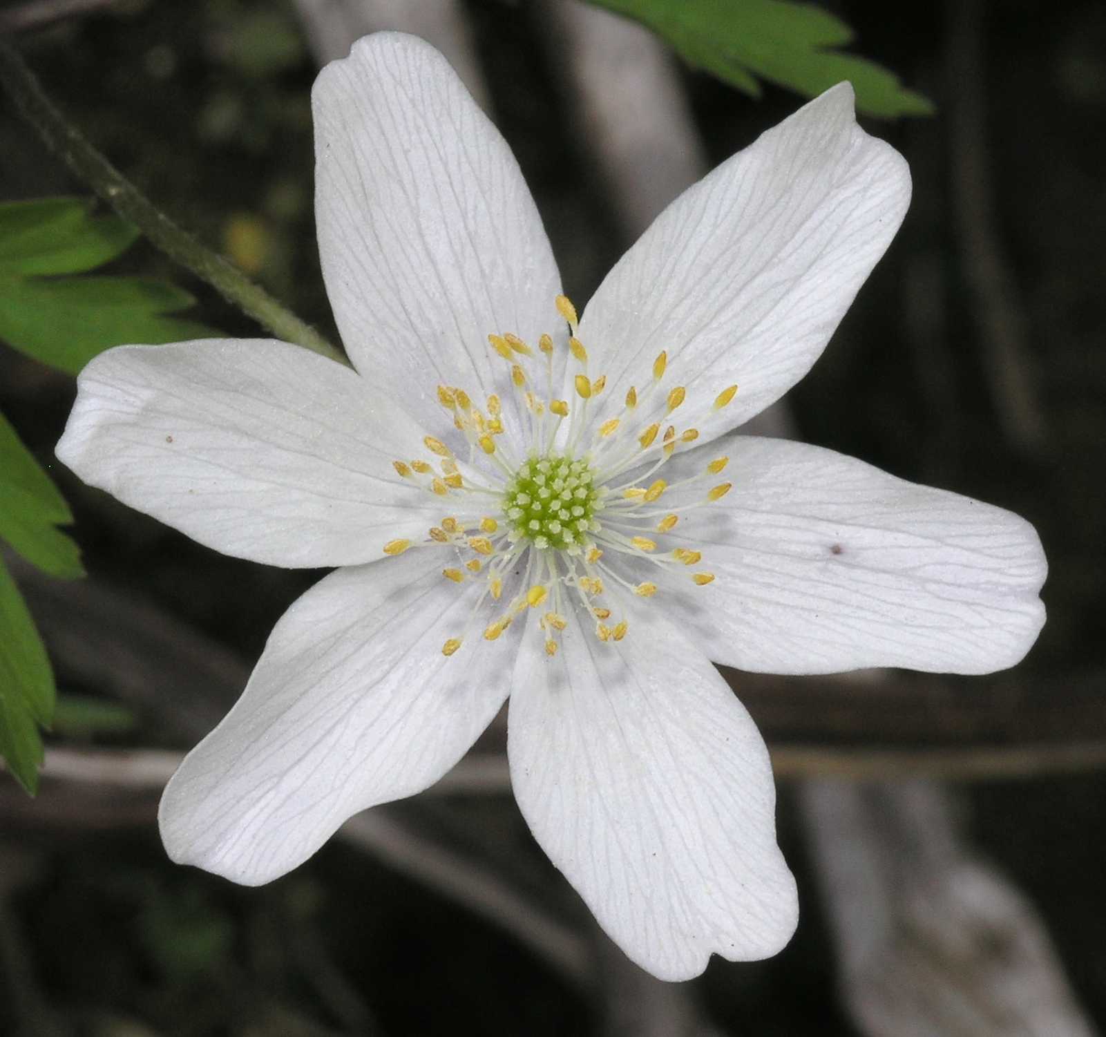 Ranunculaceae Anemone nemorosa