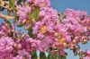 image of Lagerstroemia indica