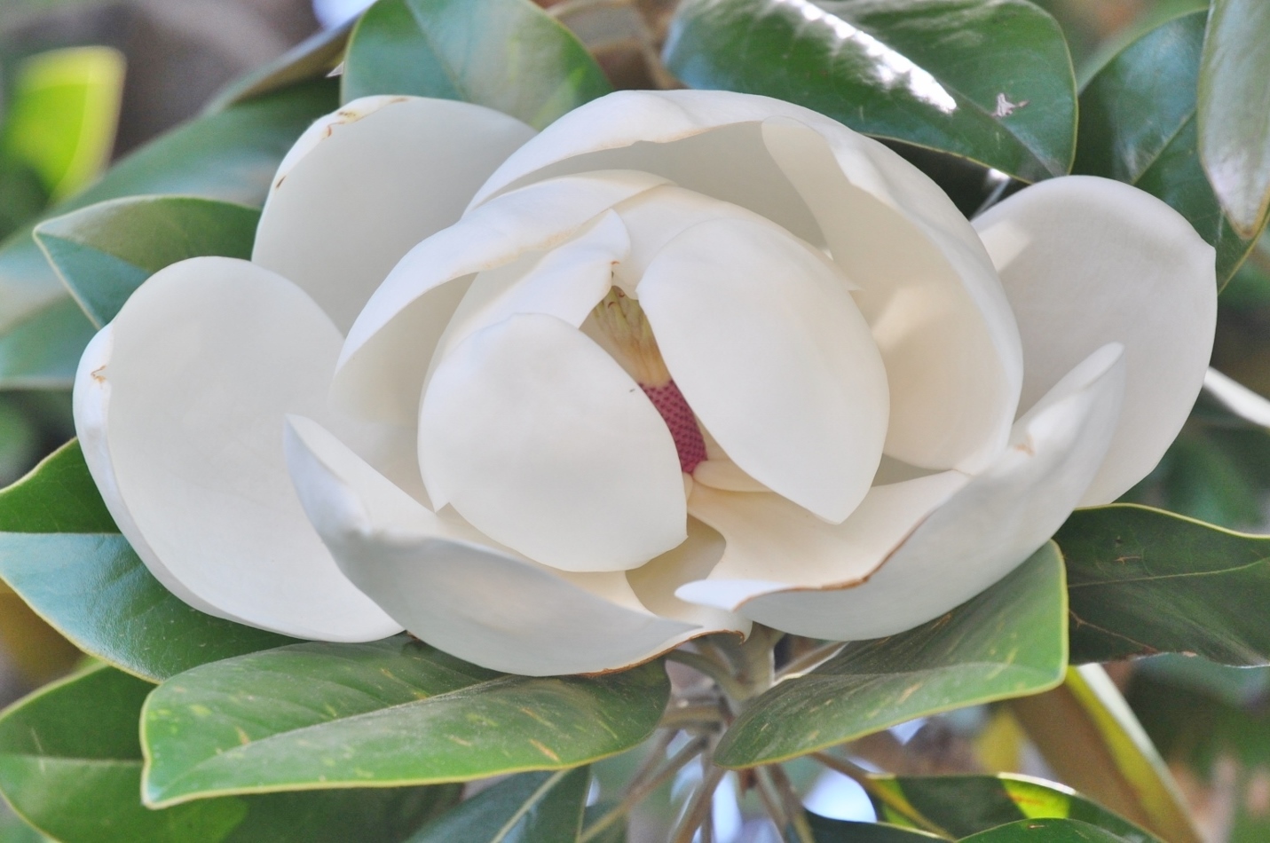 Magnoliaceae Magnolia 
