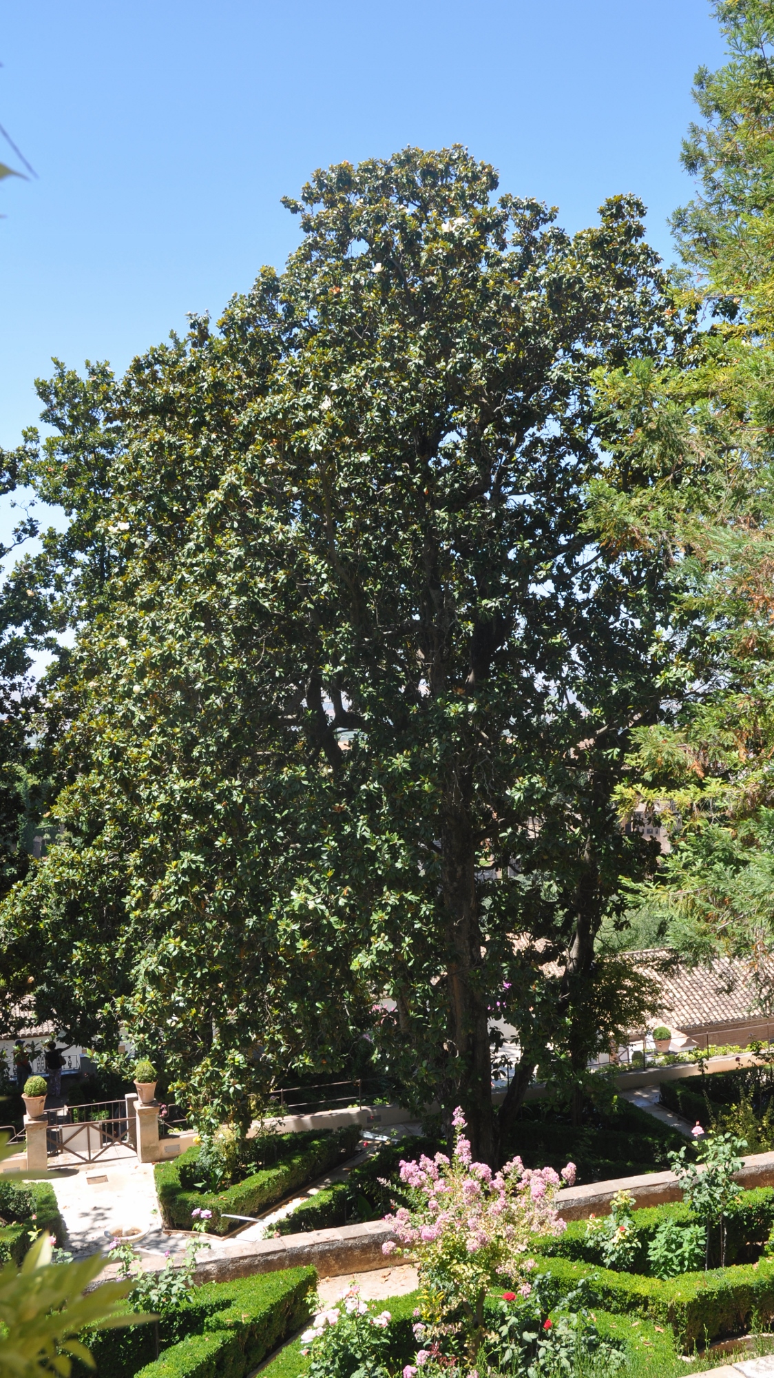 Magnoliaceae Magnolia 
