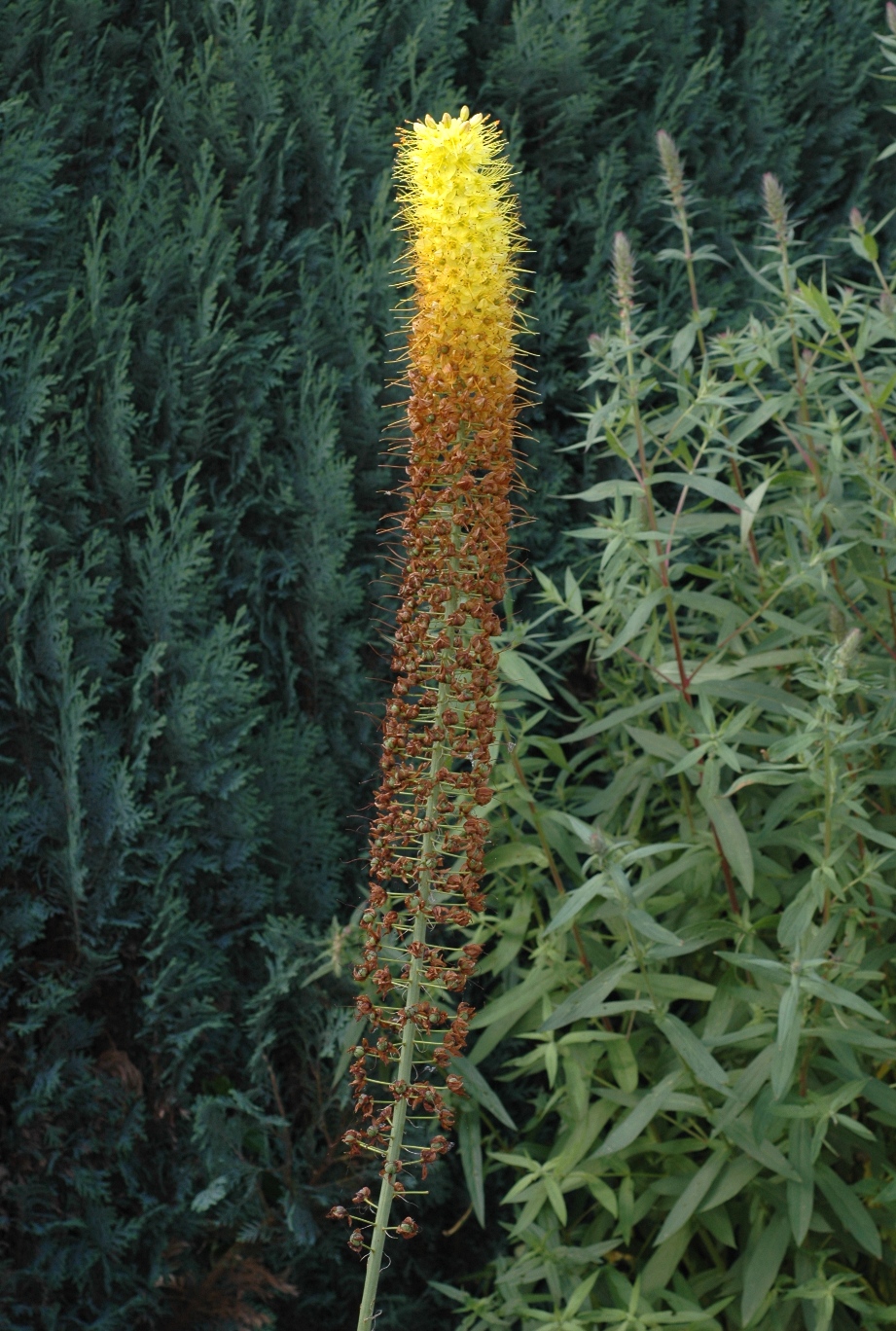 Asphodelaceae Eremurus 