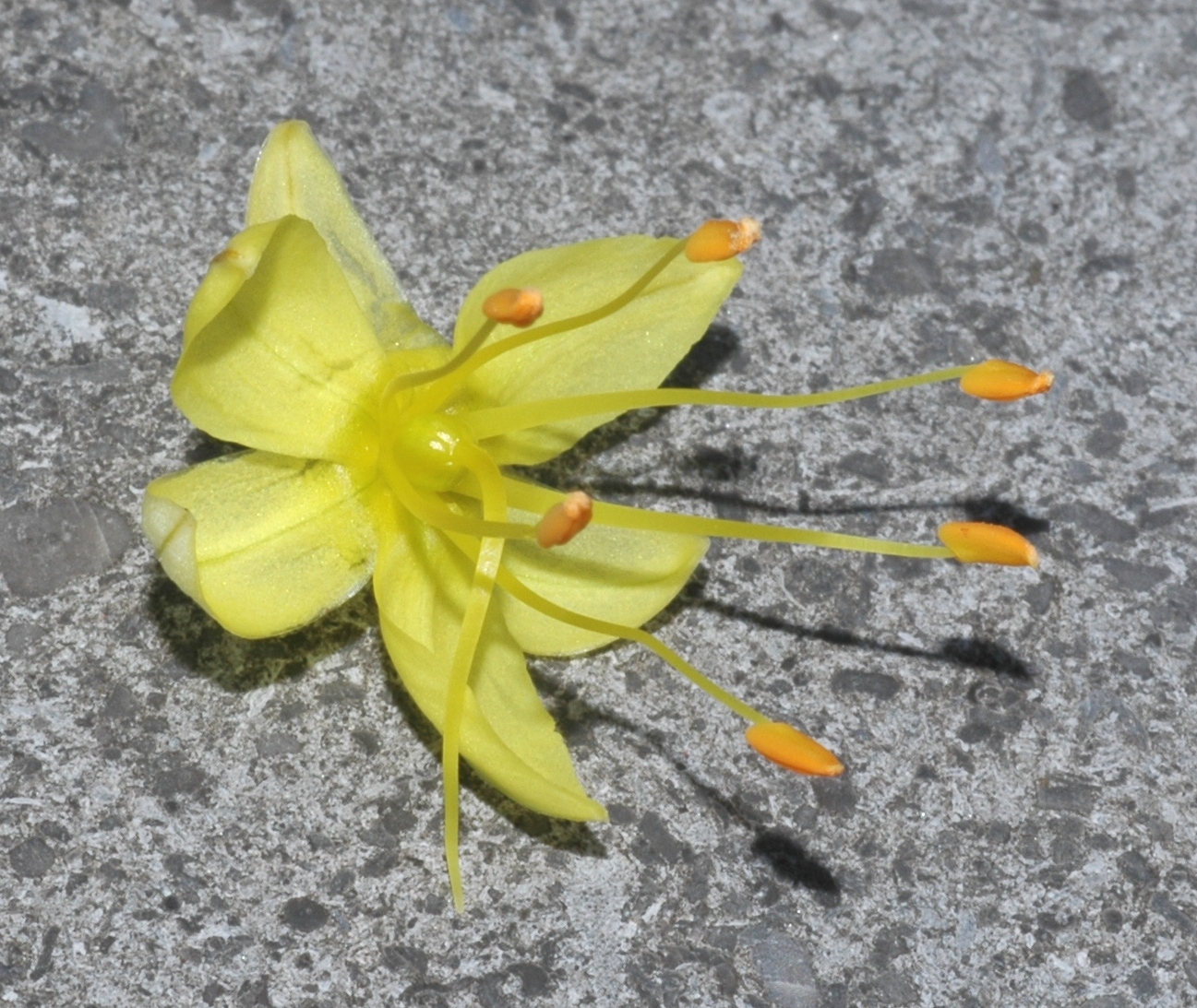 Asphodelaceae Eremurus 