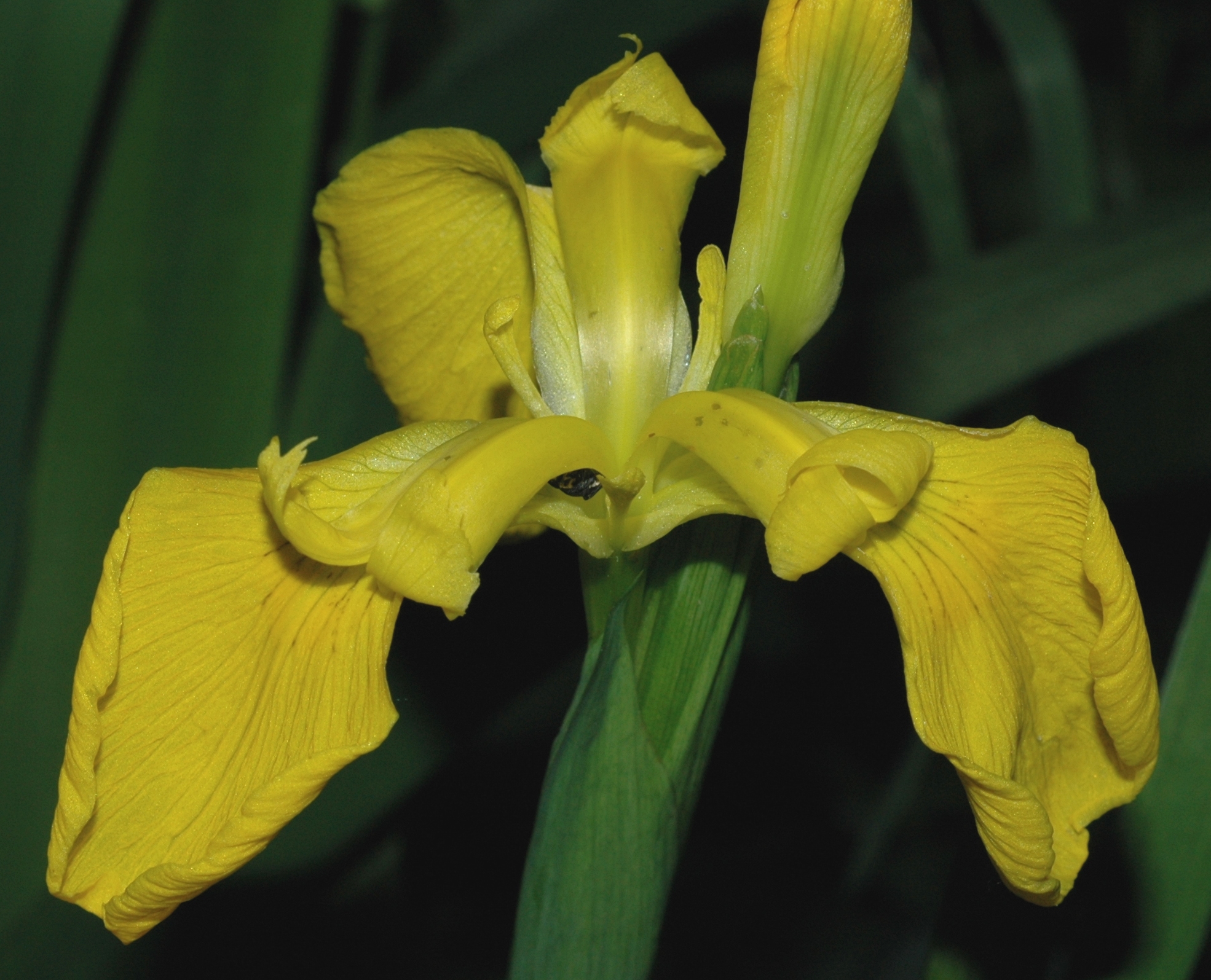 Iridaceae Iris pseudoacorus