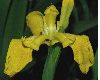 image of Iris pseudoacorus
