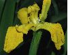 image of Iris pseudoacorus
