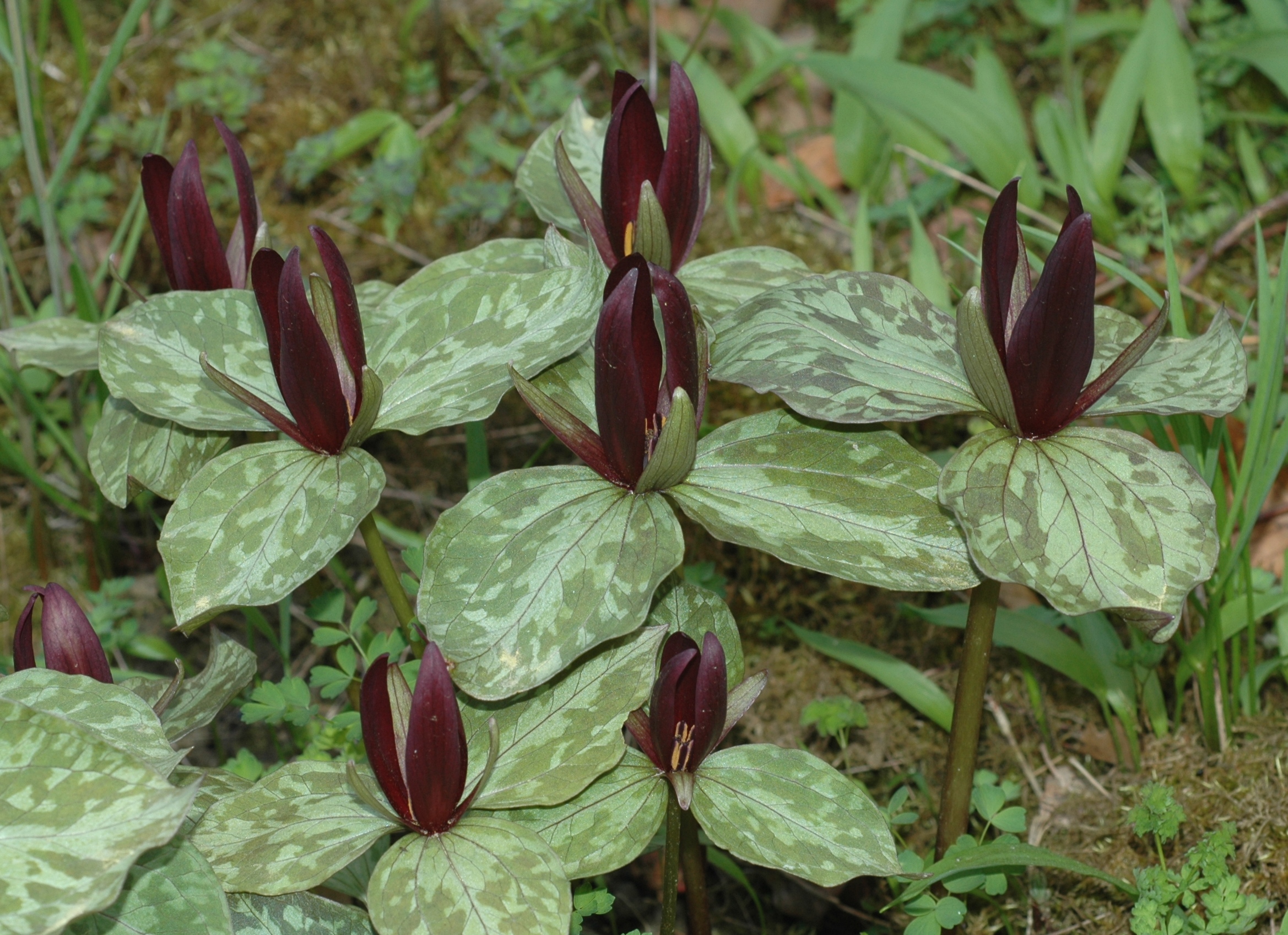 Melanthiaceae Trillium sessile