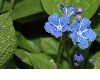 image of Omphalodes verna