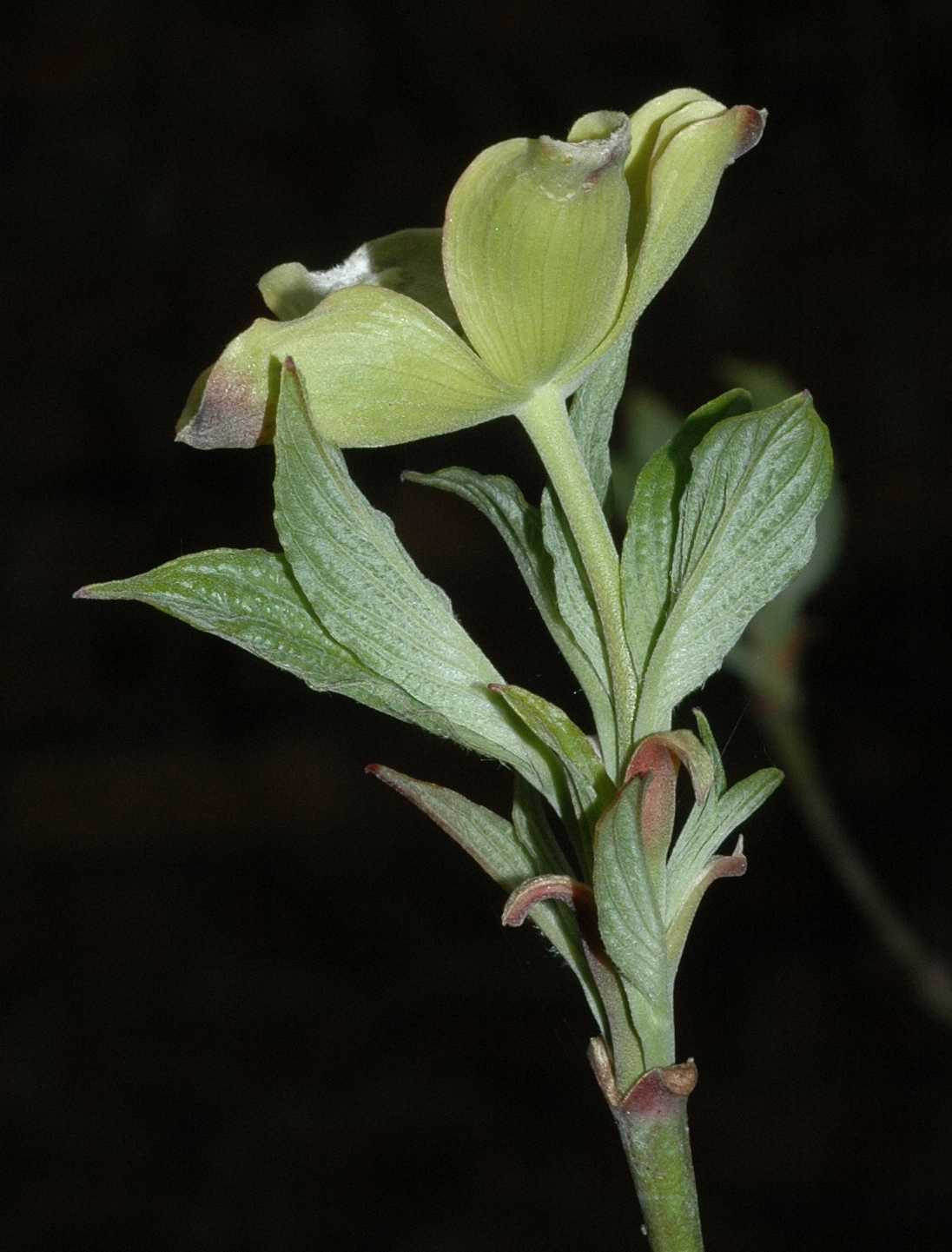 Cornaceae Cornus florida