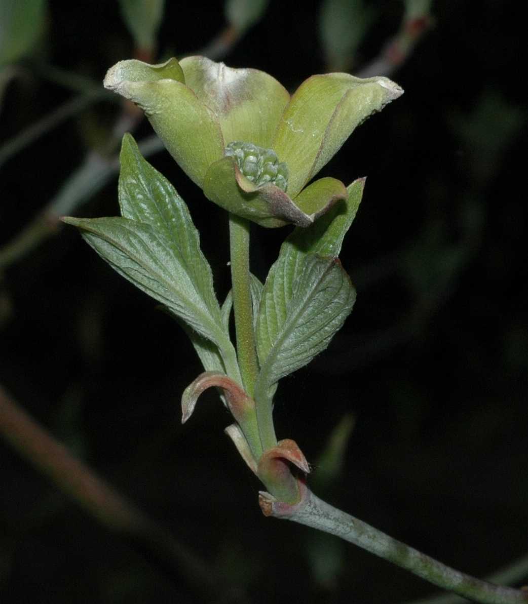 Cornaceae Cornus florida