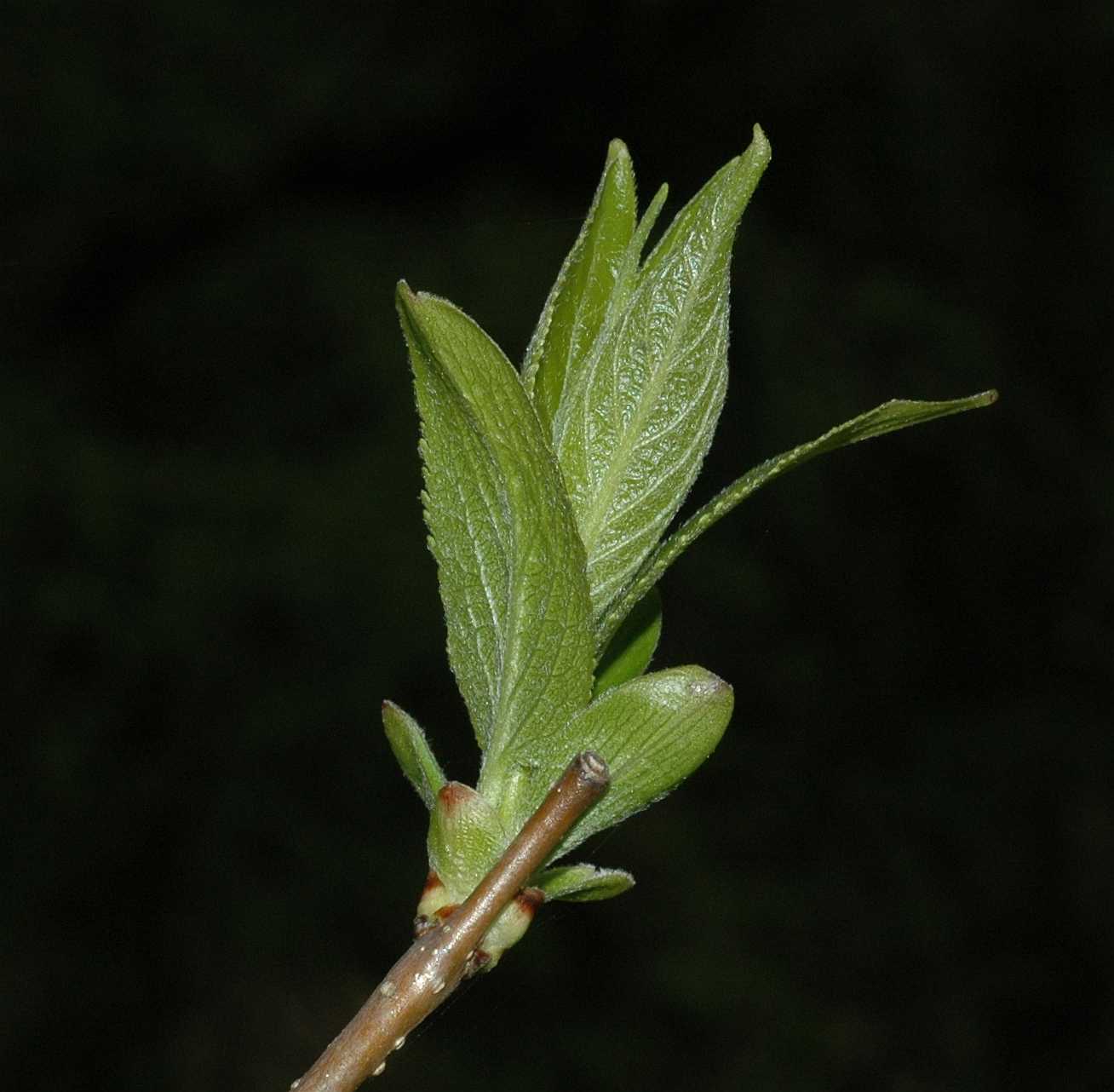 Eucommiaceae Eucommia ulmoides