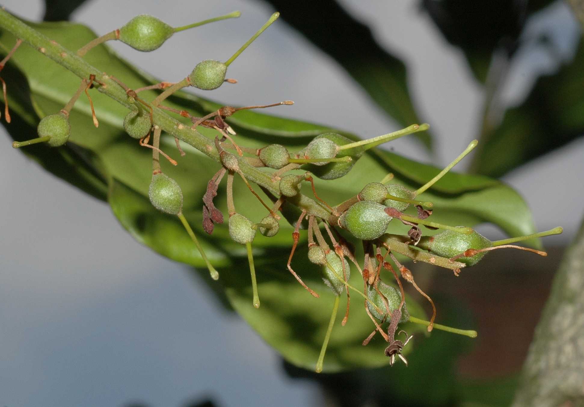 Proteaceae Macadamia integrifolia