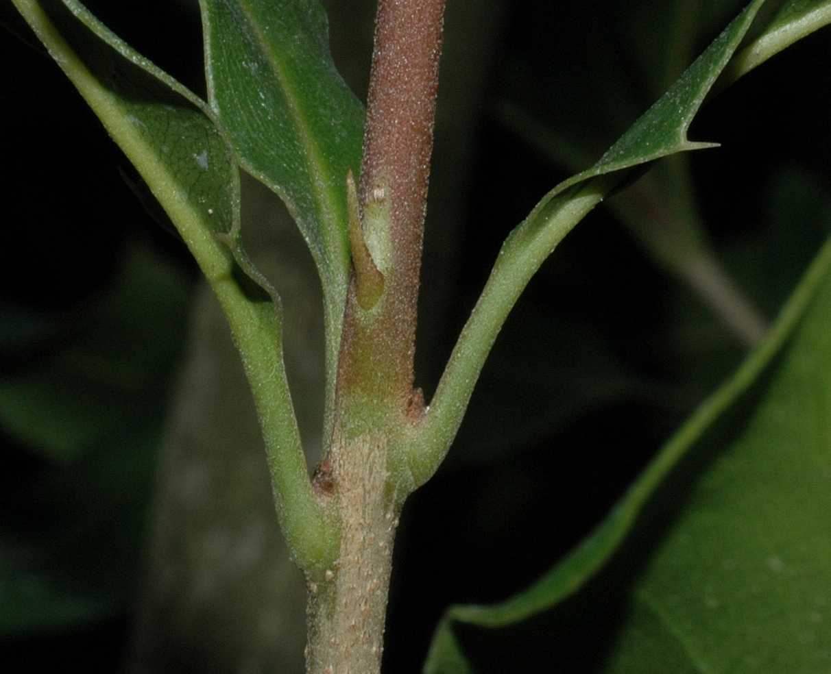 Proteaceae Macadamia integrifolia