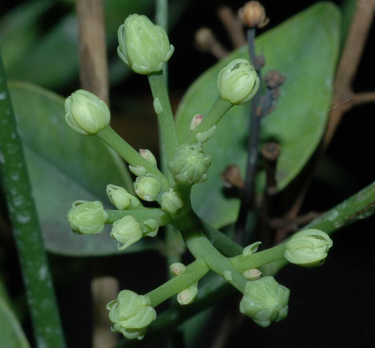 Berberidaceae Nandina domestica