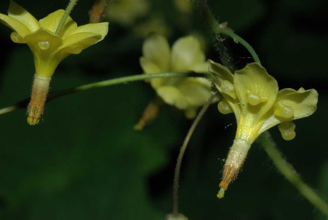 Berberidaceae Vancouveria chrysantha