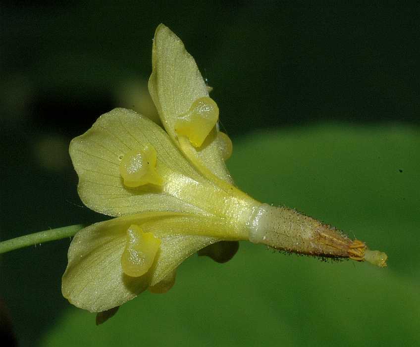 Berberidaceae Vancouveria chrysantha
