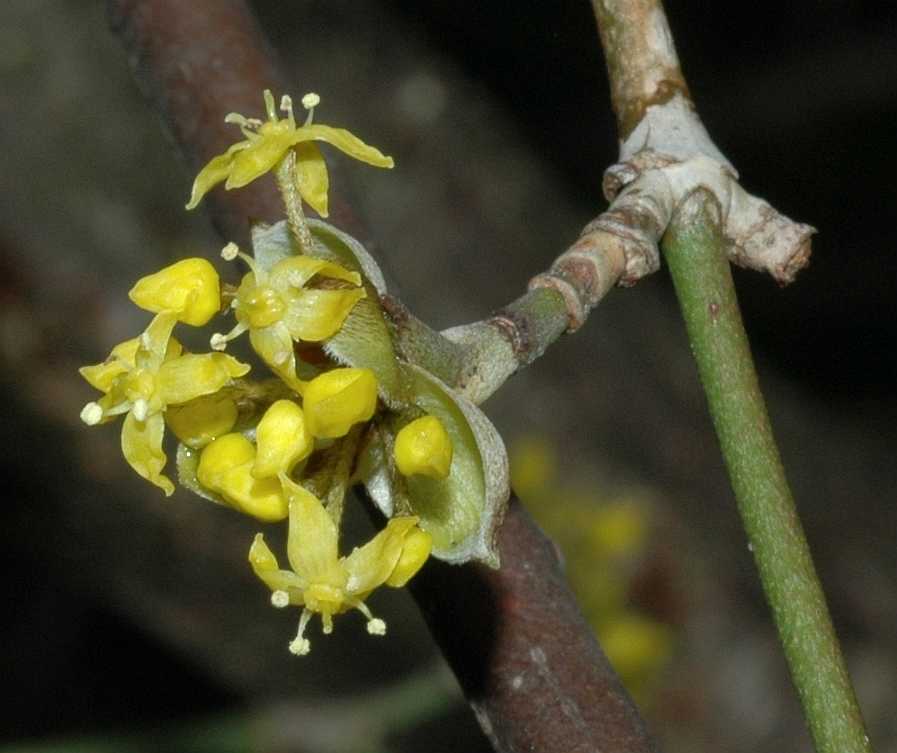 Cornaceae Cornus officinalis