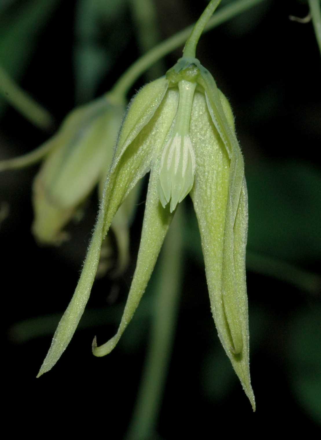 Lardizabalaceae Decaisnea fargesii