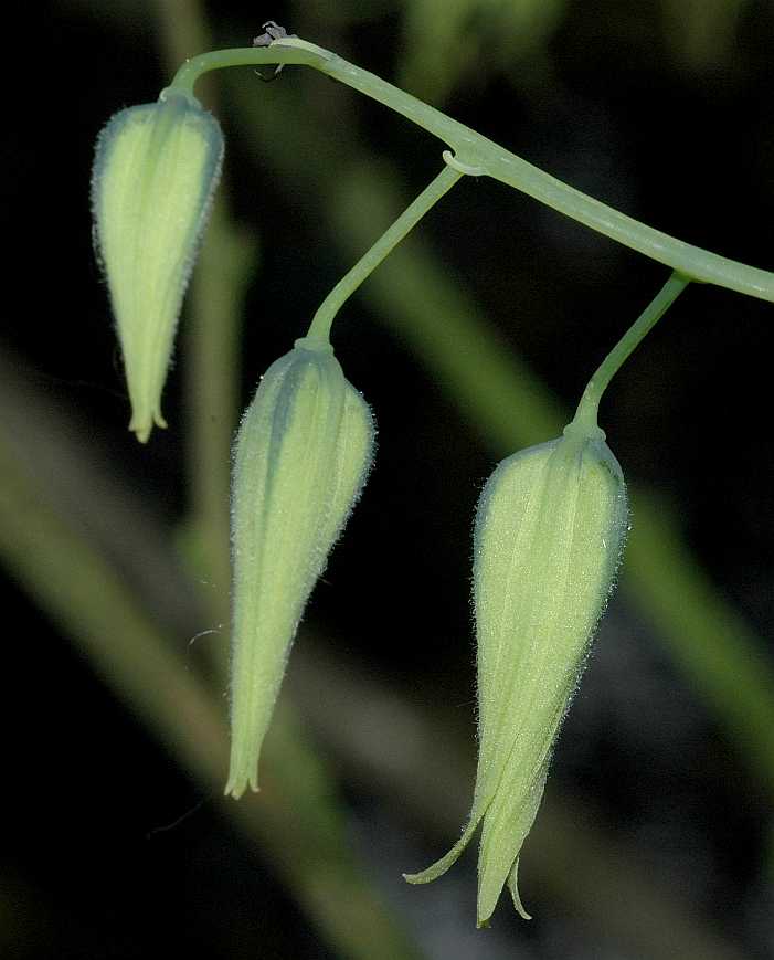 Lardizabalaceae Decaisnea fargesii