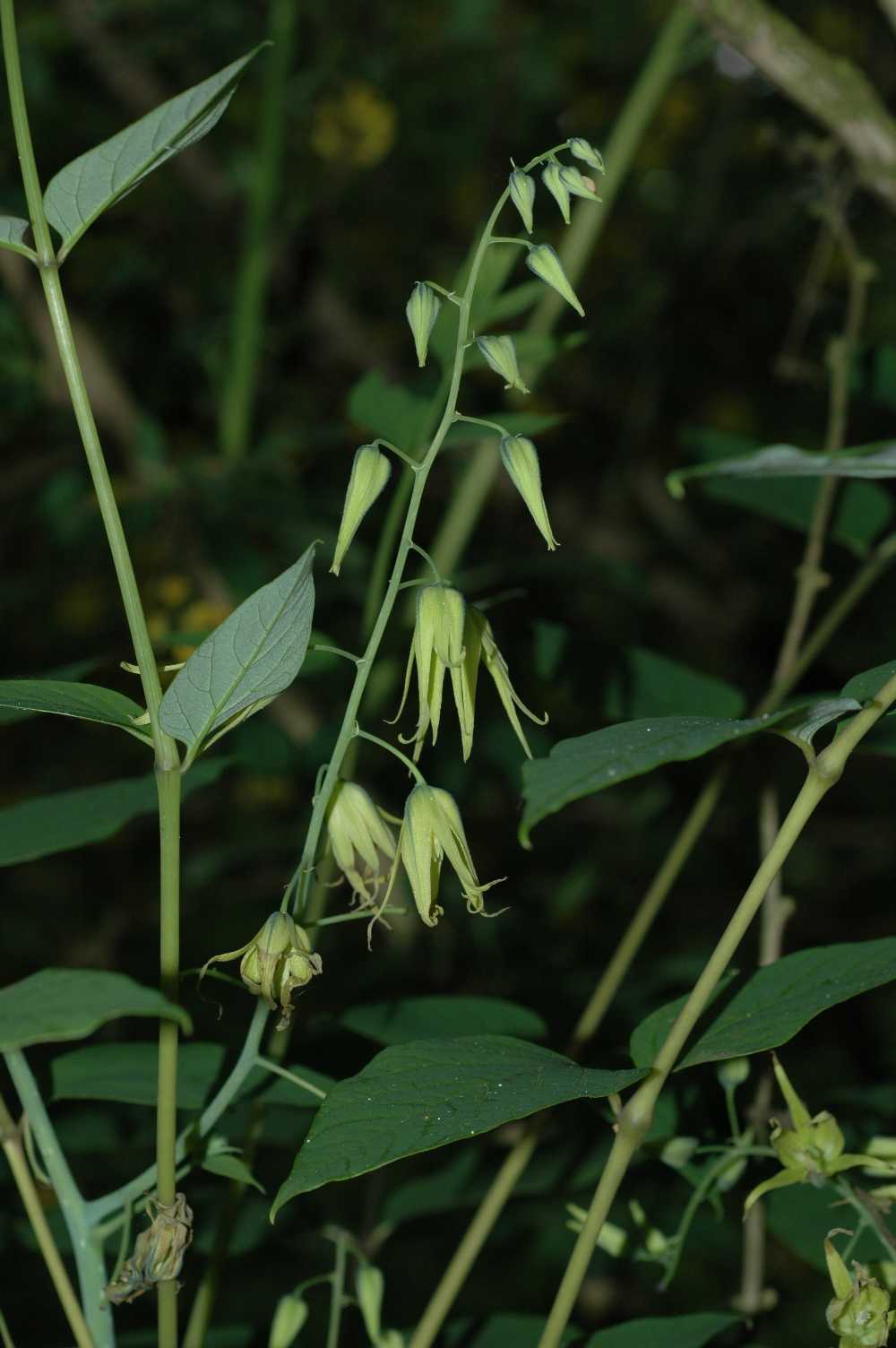 Lardizabalaceae Decaisnea fargesii