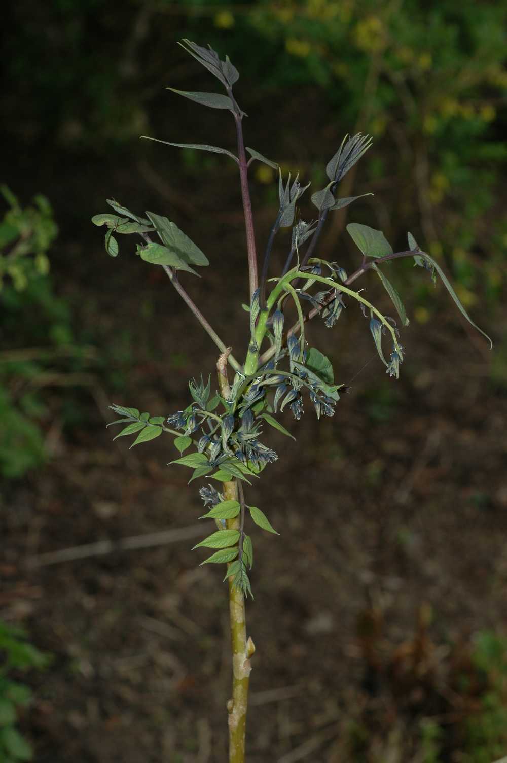 Lardizabalaceae Decaisnea fargesii