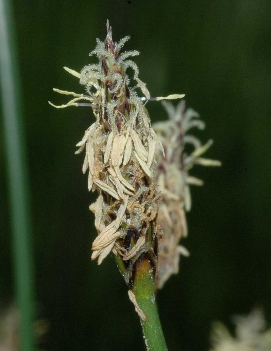 Cyperaceae Eleocharis palustris