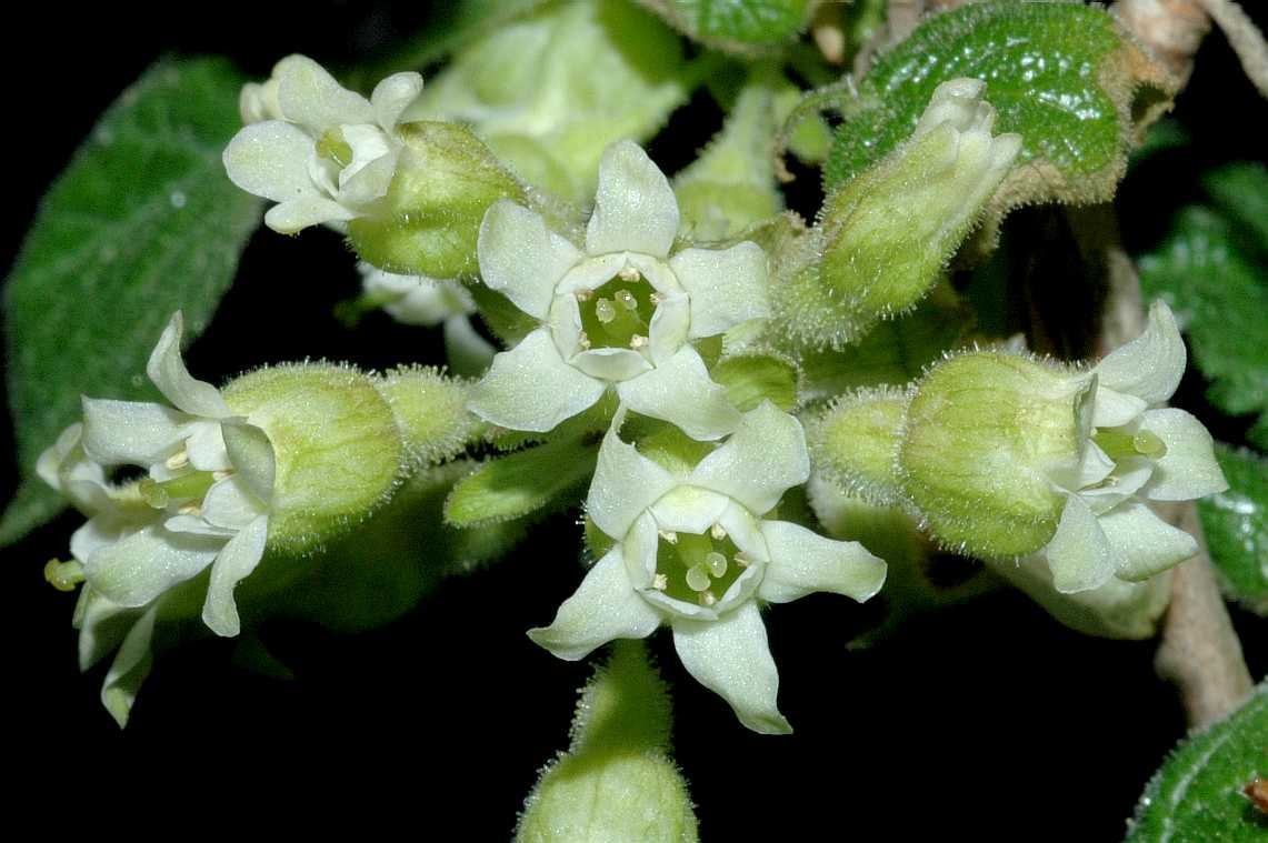 Grossulariaceae Ribes viscosissimum