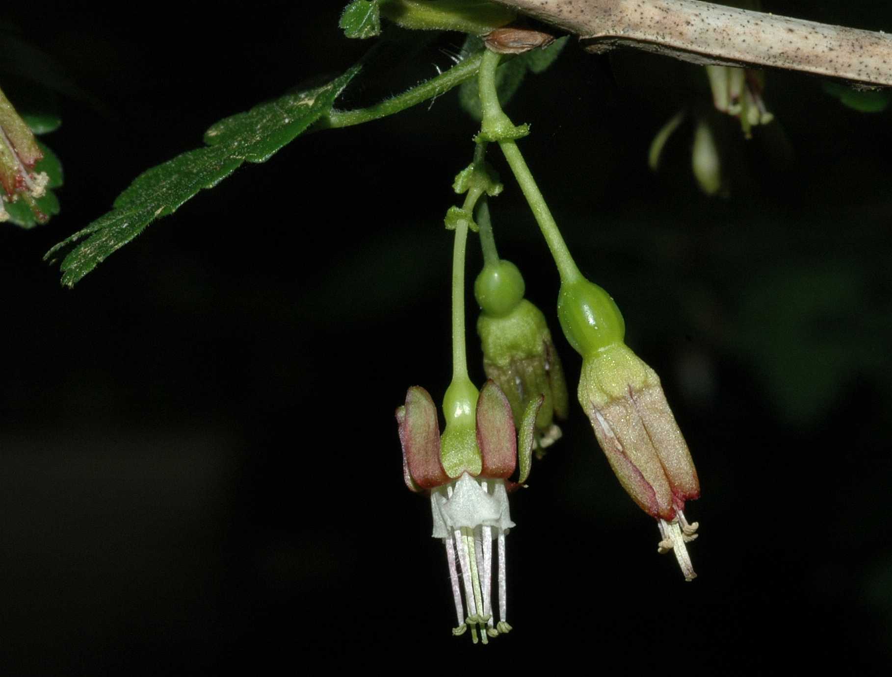 Grossulariaceae Ribes divaricatum