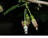 image of Ribes divaricatum