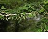 image of Ribes divaricatum