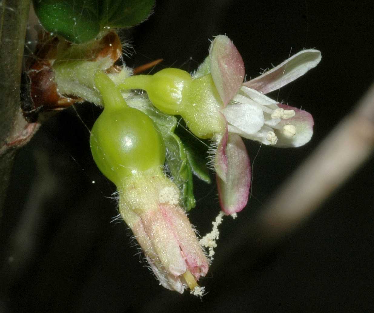 Grossulariaceae Ribes uva-crispa