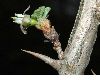 image of Ribes uva-crispa